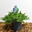 Juniperus procumbens ‘Nana’ - 40-50 C7.5