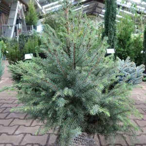 Picea omorika - 80-100 mB.