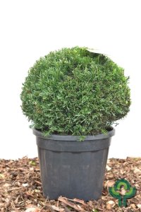 Taxus baccata - Kugel 40/- mB. -> C15