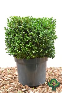 Buxus sempervirens - Würfel 35-35 mB. -> C12