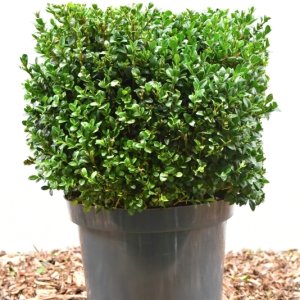 Buxus sempervirens - Würfel 35-35 mB. -> C12