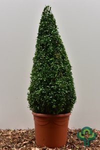 Buxus sempervirens - Pir. 80-90 mB. -> C12