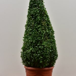 Buxus sempervirens - Pir. 80-90 mB. -> C12