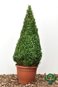 Buxus sempervirens - Pir. 90-100 mB. -> C15