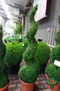Buxus sempervirens - Spirale 140-150 mB. -> C30