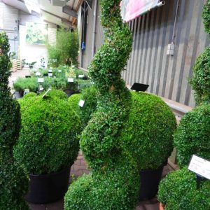 Buxus sempervirens - Spirale 140-150 mB. -> C30