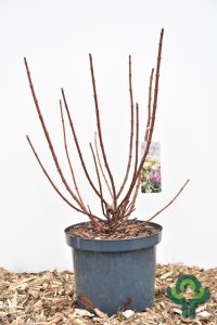 Hydrangea paniculata ‘Polestar’ - 40-50 C10