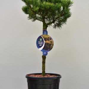 Pinus mugo ‘Carsten’ - 40 Stamm C13