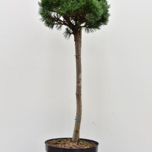 Pinus mugo ‘Lilliput’ - 50 Stamm C7.5