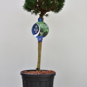 Pinus mugo ‘Lilliput’ - 60 Stamm C18