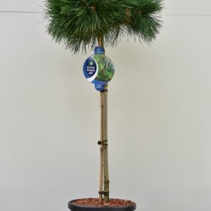 Pinus nigra ‘Pierrick Bregeon’ - 80 Stamm C18