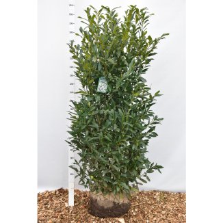 Prunus l. ‘Herbergii - 175-200