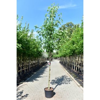 Liquidambar st. ‘Worplesdon’ - 10-12