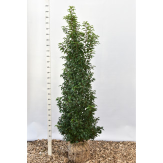 Prunus lusitanica ‘Brenelia’ - 200-225