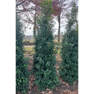 Prunus lusitanica ‘Brenelia‘ - 225-250
