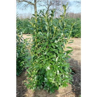 Prunus l. ‘Caucasica’ - 125-150
