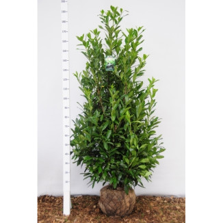 Prunus laur. ‘Caucasica‘ - 150-175