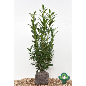 Prunus laurocerasus ‘Elly‘ - 100-125
