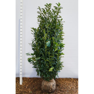 Prunus l. Genolia - 200-225
