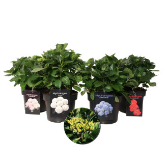 Hydrangea macrophylla in Sorten / Farben - 30-40