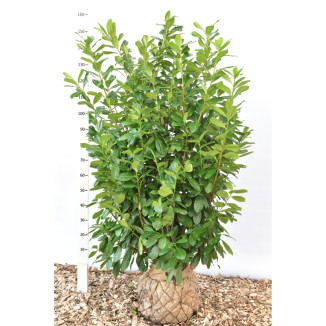 Prunus l. ‘Novita’ - 125-150