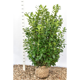 Prunus laur. ‘Novita‘ - 150-175