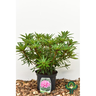 Rhododendron in Sorten - 30-40