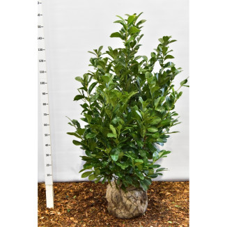 Prunus l. ‘Rotundifolia‘ - 125-150