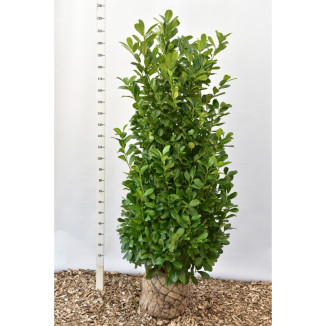 Prunus l. ‘Rotundifolia’ - 175-200