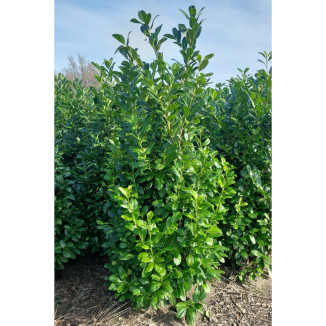 Prunus l. ‘Rotundifolia‘ - 200-225