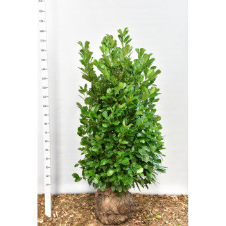 Prunus laur. ‘Rotundifolia‘ - 150-175