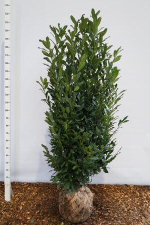 Prunus laurocerasus 'Elly'