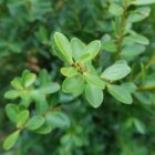 Ilex crenata 'Green Hedge' - Blad